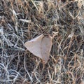 Close-up frozen dried leaves on snowy grass ground Royalty Free Stock Photo