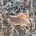 Close-up frozen dried leaves on snowy grass ground Royalty Free Stock Photo