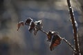 Frozen dried out leaves with sun rays on it