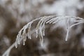 Frozen dried wildflower