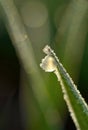 Frozen drop of dew on blade of grass