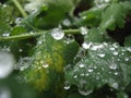 Frozen drops on a leaf Royalty Free Stock Photo