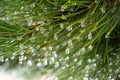 Frozen drops of water on a pine tree branch.