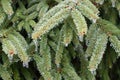 Frozen drops of water on a spruce branch.