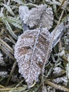 Frozen dry brown leaf lies on the grass covered with rime ice in the early morning. Abstract natural textured background Royalty Free Stock Photo