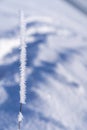 Frozen dry grass breaking through a thick layer of snow