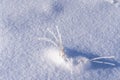 Frozen dry grass breaking through a thick layer of snow