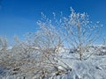 Frozen dry grass