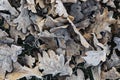 Frozen dry oak leaves on the ground Royalty Free Stock Photo