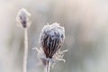Frozen dry plant covered with hoarfrost of winter morning, macro nature background Royalty Free Stock Photo