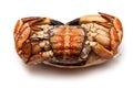 Frozen edible brown crab