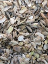 Frozen edible mushrooms on the counter in the store. Mushroom platter.