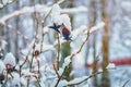 Frozen eglantine Royalty Free Stock Photo