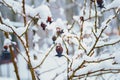 Frozen eglantine Royalty Free Stock Photo