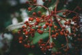 Frozen Elegance: Dew-Kissed Red Berries on a Winter Wonderland