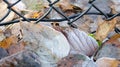 Frozen elm and birch leaves under mesh fence covered by ice crys Royalty Free Stock Photo