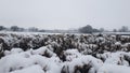 A frozen English landscape looking over a hedge