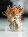 Frozen enoki mushrooms sheaf in petri dish