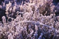 Frozen Erica Heath