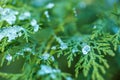 Frozen evergreen in green tone on blurred background. Calming seasonal nature Royalty Free Stock Photo
