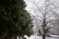 Frozen Evergreen tree after ice storm Royalty Free Stock Photo