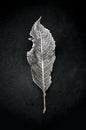 Frozen fallen dead autumn leaf. Royalty Free Stock Photo