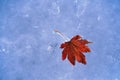 Frozen fallen leaf of maple Royalty Free Stock Photo