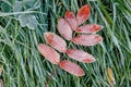 Frozen fallen leaf of mountain ash on green grass covered with hoarfrost Royalty Free Stock Photo