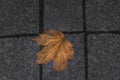 The frozen, fallen maple leaf on the granite tile Royalty Free Stock Photo