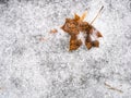 Frozen fallen maple leaf on ice-covered footpath Royalty Free Stock Photo