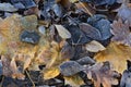 Frozen fallen poplar, oak and maple leaves. Autumn frosts. Nature background Royalty Free Stock Photo