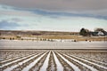 Frozen Farm Rows in Winter