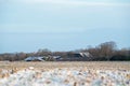 Frozen farmland in rural dutch landscape. Royalty Free Stock Photo