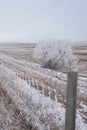 Frozen fence and tree in Wyoming Royalty Free Stock Photo
