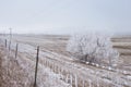 Frozen fence and tree in Wyoming field Royalty Free Stock Photo