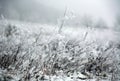 Frozen field covered with frost grass in winter morning in fog