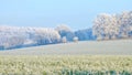 Frozen field and trees on cold clear winter