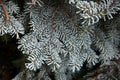 Frozen fir-needles Royalty Free Stock Photo