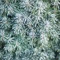 Frozen fir-needles. Nature in winter. Royalty Free Stock Photo