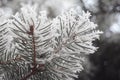 The frozen fir needles Royalty Free Stock Photo