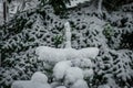 Frozen Fir Tree Top Covered with Snow after a Heavy Snowfall in the Forest on Winter Season in a Greek Mountain Royalty Free Stock Photo