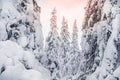 Frozen fir trees under pink sunset sky. Winter forest with thick branches Royalty Free Stock Photo