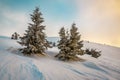 Frozen firs in snowy desert Royalty Free Stock Photo