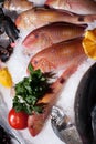 Frozen fish Royalty Free Stock Photo