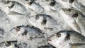 Frozen fish, Close up fresh fish on ice bucket or frozen fish in grocery store use for raw food background Royalty Free Stock Photo