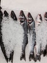 Frozen fish on the counter of the store. Refrigerator with fish in the snow. A fish dish for Mediterranean cuisine.