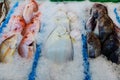 frozen fish on the counter at the supermarket Royalty Free Stock Photo