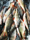 Frozen fish. Freshfish market. Gilt-head bream