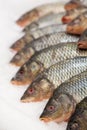 Frozen fish. Freshfish market. Gilt-head bream. Fish sale in market. Sea bream fish on ice. Fresh fish on ice for sale Royalty Free Stock Photo