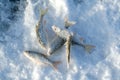 Frozen fish on ice Royalty Free Stock Photo